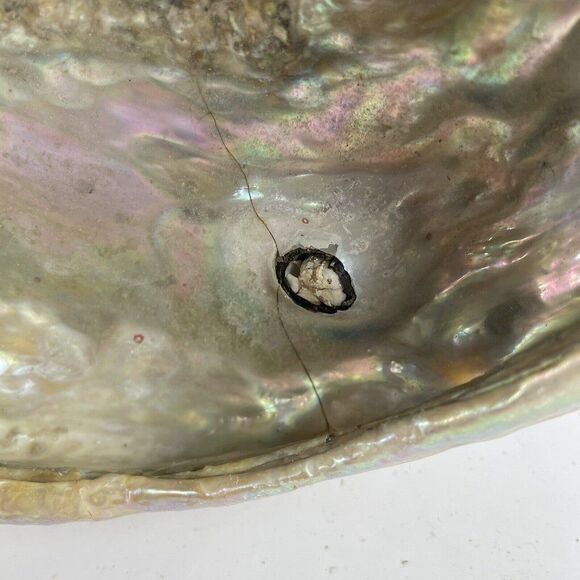 Large 8”x 6” Vintage Estate Red Abalone Shell 1lb 1oz Old Trinket Dish Display - Picture 12 of 12